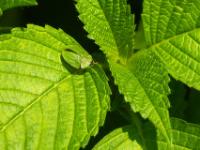 Grüner Schildkäfer